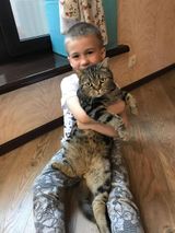 У Максима Будника есть ещё любимец - кот Стёпа